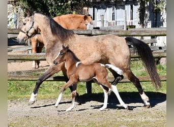 Lewitzer, Merrie, 10 Jaar, 147 cm, Buckskin