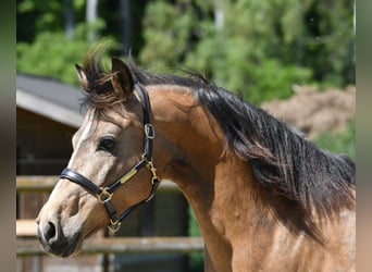 Lewitzer, Merrie, 10 Jaar, 147 cm, Buckskin