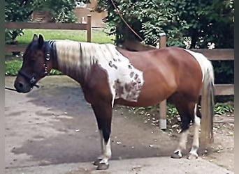 Lewitzer, Merrie, 10 Jaar, 147 cm, Gevlekt-paard
