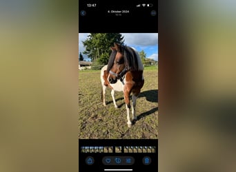 Lewitzer, Merrie, 12 Jaar, 135 cm, Gevlekt-paard