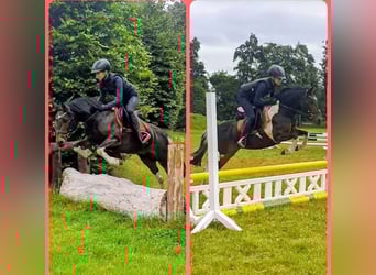 Lewitzer Mix, Merrie, 13 Jaar, 130 cm, Gevlekt-paard