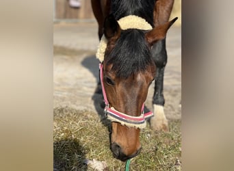 Lewitzer, Merrie, 13 Jaar, 145 cm, Bruin