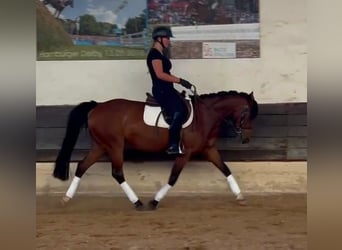 Lewitzer, Merrie, 13 Jaar, 145 cm, Bruin