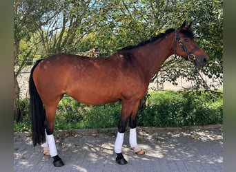 Lewitzer, Merrie, 13 Jaar, 145 cm, Bruin