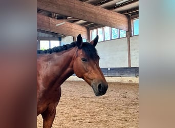 Lewitzer, Merrie, 13 Jaar, 145 cm, Bruin