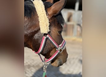 Lewitzer, Merrie, 13 Jaar, 145 cm, Bruin