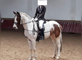 Lewitzer, Merrie, 13 Jaar, 150 cm, Gevlekt-paard