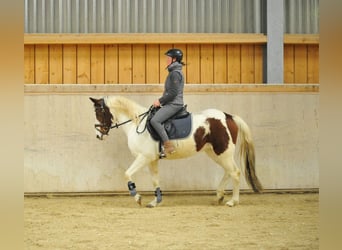 Lewitzer, Merrie, 13 Jaar, 150 cm, Gevlekt-paard