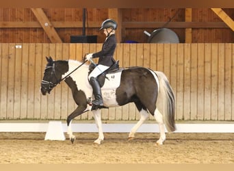 Lewitzer, Merrie, 14 Jaar, 126 cm, Gevlekt-paard