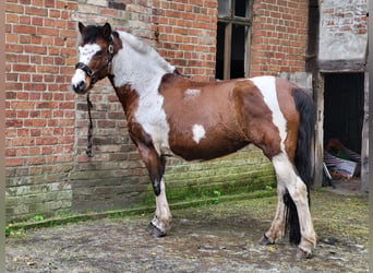 Lewitzer, Merrie, 14 Jaar, 140 cm, Gevlekt-paard