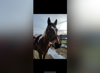 Lewitzer Mix, Merrie, 14 Jaar, 145 cm, Gevlekt-paard