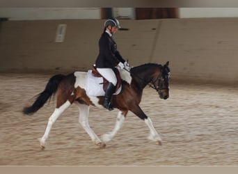 Lewitzer, Merrie, 14 Jaar, 146 cm, Gevlekt-paard