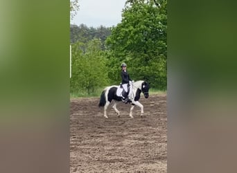 Lewitzer, Stute, 14 Jahre, Schecke