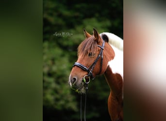 Lewitzer Mix, Merrie, 15 Jaar, 144 cm, Gevlekt-paard