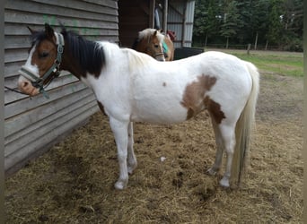 Lewitzer Mix, Merrie, 16 Jaar, 125 cm, Gevlekt-paard