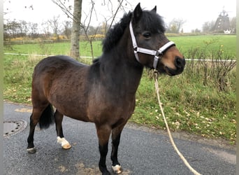 Lewitzer, Merrie, 16 Jaar, 130 cm, Bruin