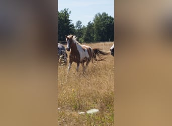 Lewitzer Mix, Merrie, 16 Jaar, 134 cm, Gevlekt-paard