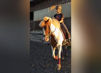 Lewitzer Mix, Merrie, 16 Jaar, 138 cm, Gevlekt-paard
