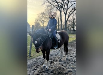 Lewitzer, Merrie, 16 Jaar, 150 cm, Gevlekt-paard