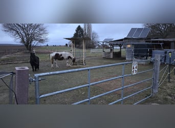 Lewitzer Mix, Merrie, 17 Jaar, 133 cm, Gevlekt-paard