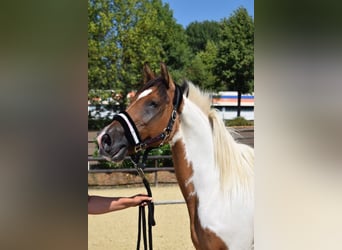 Lewitzer, Merrie, 17 Jaar, 150 cm, Gevlekt-paard