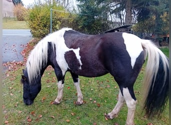 Lewitzer, Merrie, 18 Jaar, 142 cm, Bruin