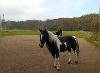 Lewitzer, Merrie, 18 Jaar, 142 cm, Bruin