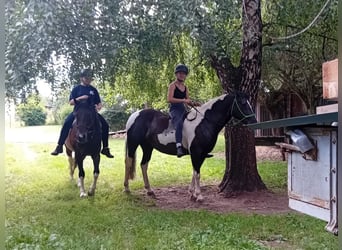 Lewitzer, Merrie, 18 Jaar, 142 cm, Gevlekt-paard