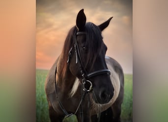 Lewitzer, Merrie, 18 Jaar, 150 cm, Gevlekt-paard