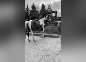 Lewitzer Mix, Merrie, 19 Jaar, 134 cm, Gevlekt-paard