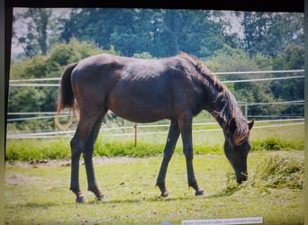 Lewitzer, Merrie, 1 Jaar, 148 cm, Zwart