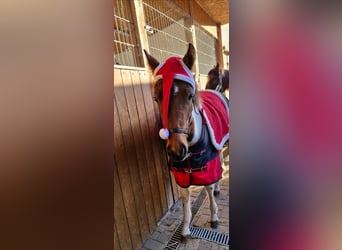 Lewitzer, Merrie, 1 Jaar, 150 cm, Gevlekt-paard