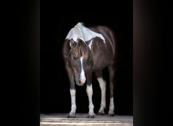 Lewitzer, Merrie, 20 Jaar, 129 cm, Gevlekt-paard