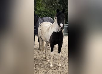 Lewitzer, Merrie, 3 Jaar, 142 cm, Tobiano-alle-kleuren