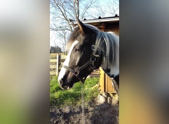 Lewitzer, Merrie, 3 Jaar, 143 cm, Gevlekt-paard
