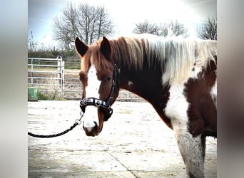 Lewitzer, Merrie, 3 Jaar, 147 cm, Gevlekt-paard