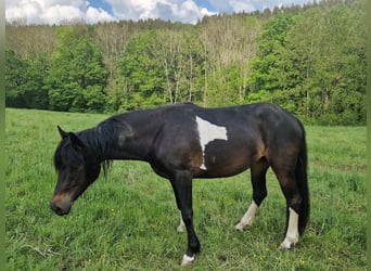 Lewitzer Mix, Merrie, 3 Jaar, 148 cm, Gevlekt-paard