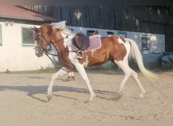 Lewitzer, Merrie, 3 Jaar, 148 cm, Gevlekt-paard
