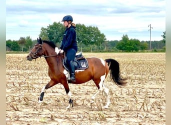 Lewitzer, Merrie, 5 Jaar, 139 cm, Gevlekt-paard