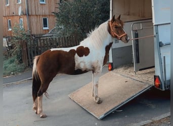 Lewitzer, Merrie, 5 Jaar, 140 cm, Gevlekt-paard