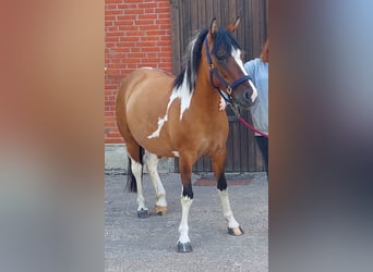 Lewitzer, Merrie, 5 Jaar, 142 cm, Gevlekt-paard