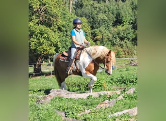 Lewitzer, Merrie, 5 Jaar, 148 cm, Gevlekt-paard