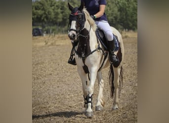Lewitzer Mix, Merrie, 6 Jaar, 145 cm, Gevlekt-paard