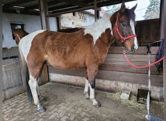 Lewitzer, Merrie, 6 Jaar, 146 cm, Gevlekt-paard