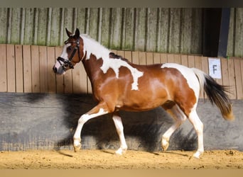 Lewitzer, Merrie, 7 Jaar, 143 cm, Gevlekt-paard