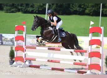 Lewitzer, Merrie, 7 Jaar, 144 cm, Gevlekt-paard