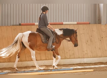 Lewitzer, Merrie, 7 Jaar, 145 cm, Gevlekt-paard