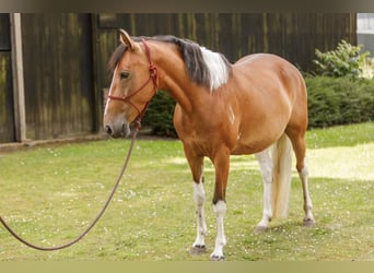 Lewitzer, Merrie, 7 Jaar, 145 cm, Gevlekt-paard