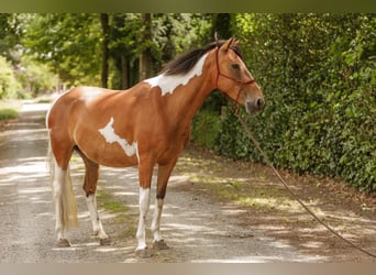 Lewitzer, Merrie, 7 Jaar, 145 cm, Gevlekt-paard