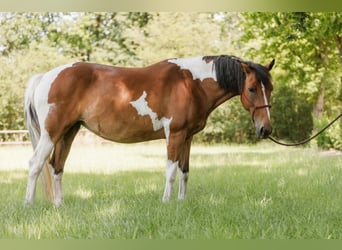 Lewitzer, Merrie, 7 Jaar, 145 cm, Gevlekt-paard